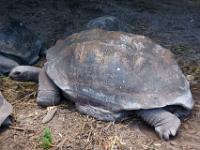 Riesenschildkröten - La Digue